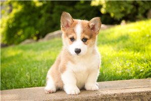 Balto - Corgi, Pembroke Welsh for sale