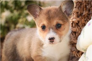 Patty - Corgi, Pembroke Welsh for sale