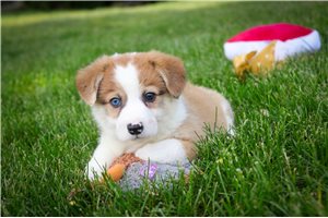 Reno - puppy for sale
