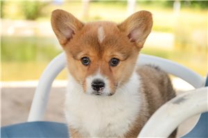 Sierra - Corgi, Pembroke Welsh for sale