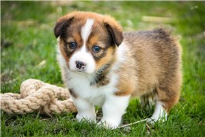 Maria - puppy for sale