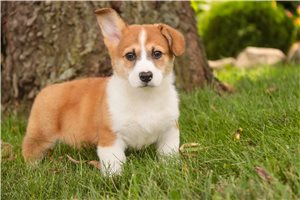 Nemo - Corgi, Pembroke Welsh for sale