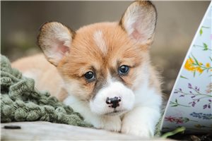 Nadine - puppy for sale
