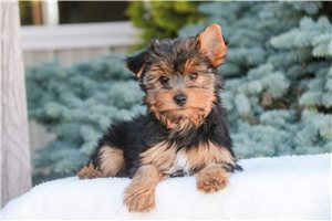 Nixon - Yorkshire Terrier - Yorkie for sale
