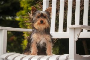 Nasir - Yorkshire Terrier - Yorkie for sale