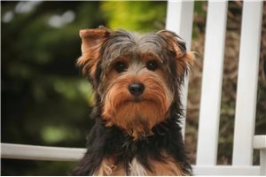 Nixon - Yorkshire Terrier - Yorkie for sale