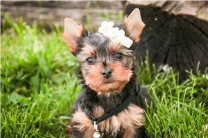 Nina - puppy for sale
