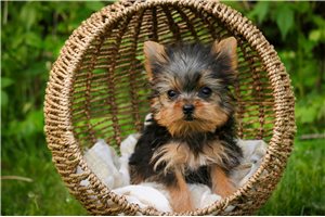 Loni - Yorkshire Terrier - Yorkie for sale