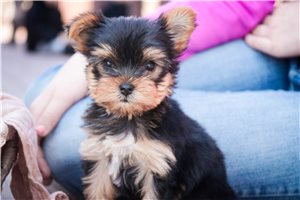 Bonnie - Yorkshire Terrier - Yorkie for sale