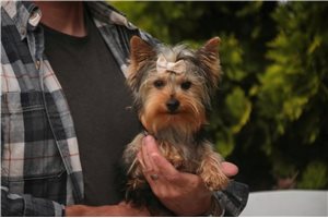 Nina - Yorkshire Terrier - Yorkie for sale