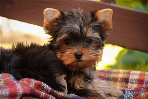 Plato - Yorkie for sale