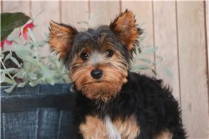 Nixon - Yorkshire Terrier - Yorkie for sale