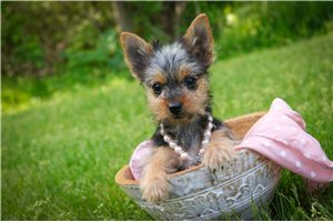 Lacey - Yorkshire Terrier - Yorkie for sale