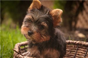 Pumpkin - Yorkie for sale