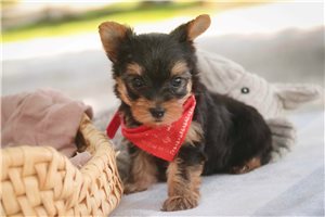 Pumpkin - Yorkshire Terrier - Yorkie for sale