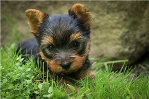 Plato - Yorkshire Terrier - Yorkie for sale