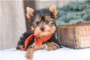 Nasir - Yorkshire Terrier - Yorkie for sale