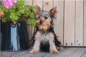 Nina - Yorkshire Terrier - Yorkie for sale