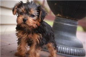 Liza - Yorkshire Terrier - Yorkie for sale