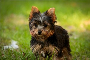 Pumpkin - Yorkie for sale