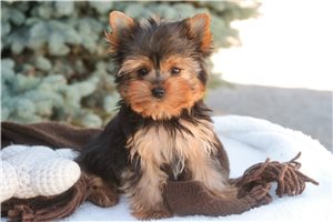 Noor - Yorkshire Terrier - Yorkie for sale