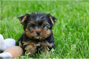 Shane - Yorkshire Terrier - Yorkie for sale