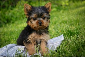 Louie - Yorkshire Terrier - Yorkie for sale