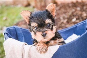 Lawson - puppy for sale