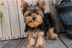 Noor - Yorkshire Terrier - Yorkie for sale