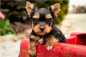 Nasir - puppy for sale