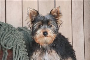 Nasir - Yorkshire Terrier - Yorkie for sale