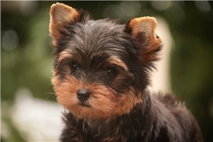Plato - Yorkshire Terrier - Yorkie for sale