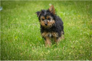 Lawrence - Yorkshire Terrier - Yorkie for sale