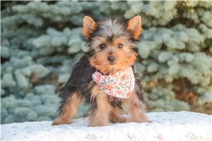 Nina - Yorkshire Terrier - Yorkie for sale