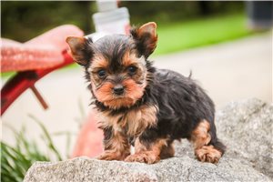 Noor - Yorkshire Terrier - Yorkie for sale
