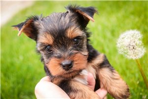 Nixon - puppy for sale