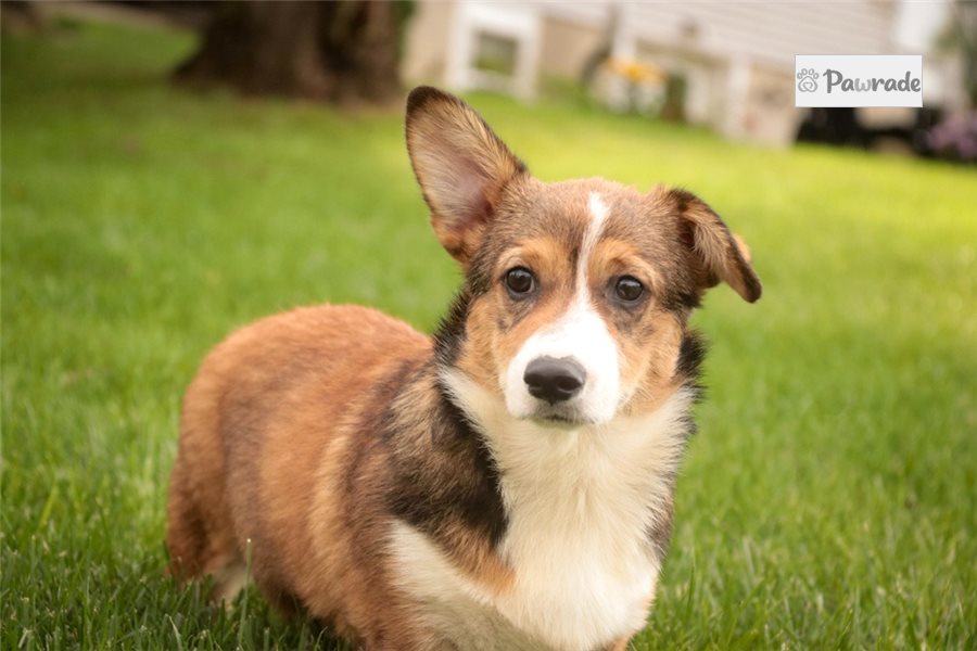 Nathan - Pembroke Welsh Corgi for sale