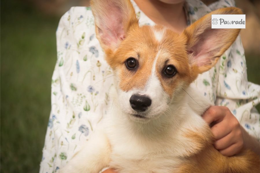 Zelda - Pembroke Welsh Corgi for sale