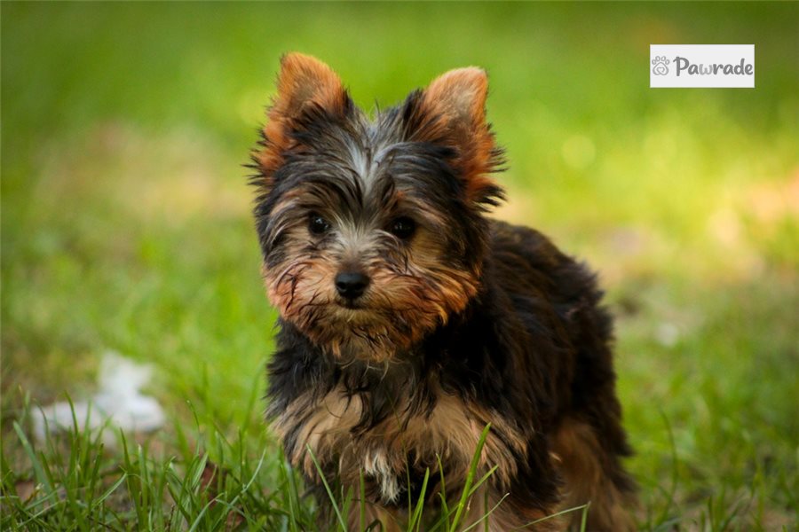Pumpkin, male Yorkshire Terrier puppy for sale