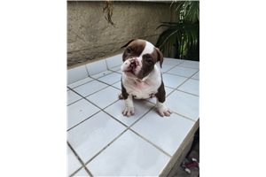 Pearl - American Bully for sale
