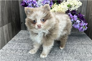 Talia - Pomeranian for sale