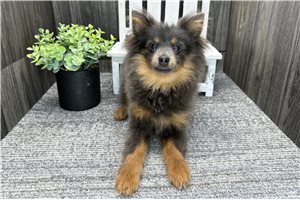 Ethan - Pomeranian for sale
