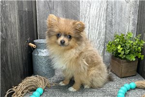 Theodora - Pomeranian for sale
