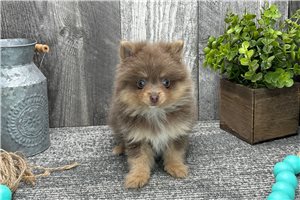 Millie - Pomeranian for sale