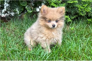Mia - Pomeranian for sale