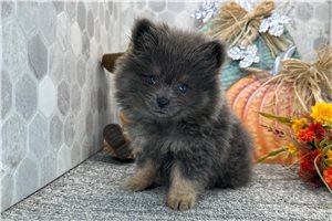 Heather - Pomeranian for sale