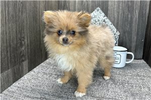 Theodora - Pomeranian for sale
