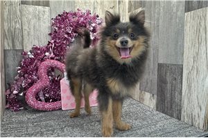 Hickory - Pomeranian for sale