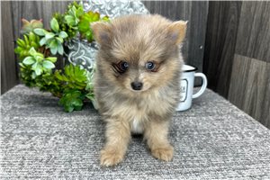 Michael - Pomeranian for sale