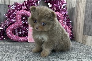 Amelia - Pomeranian for sale